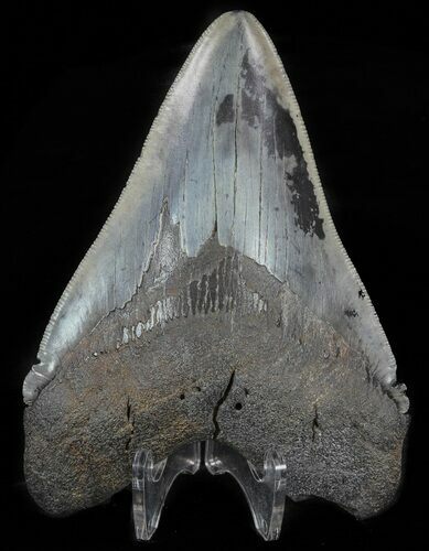 Serrated, Fossil Megalodon Tooth - Georgia #60896